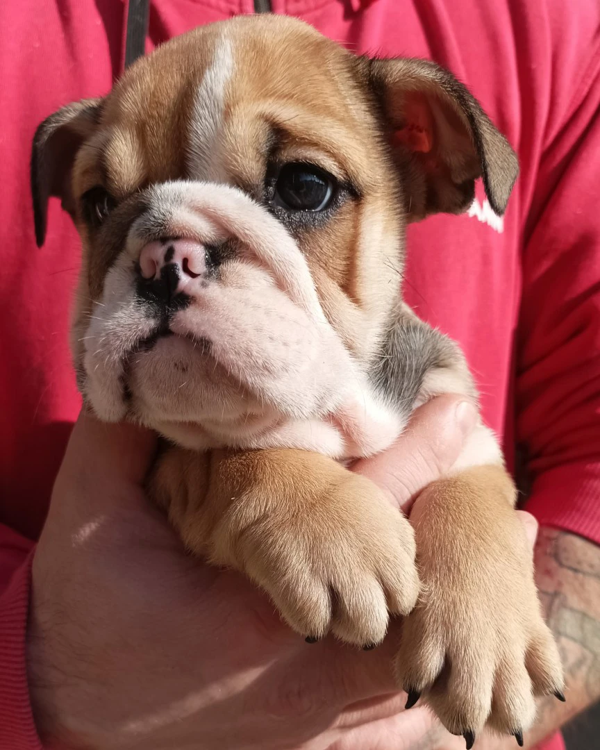 Bulldog inglese  | Foto 4