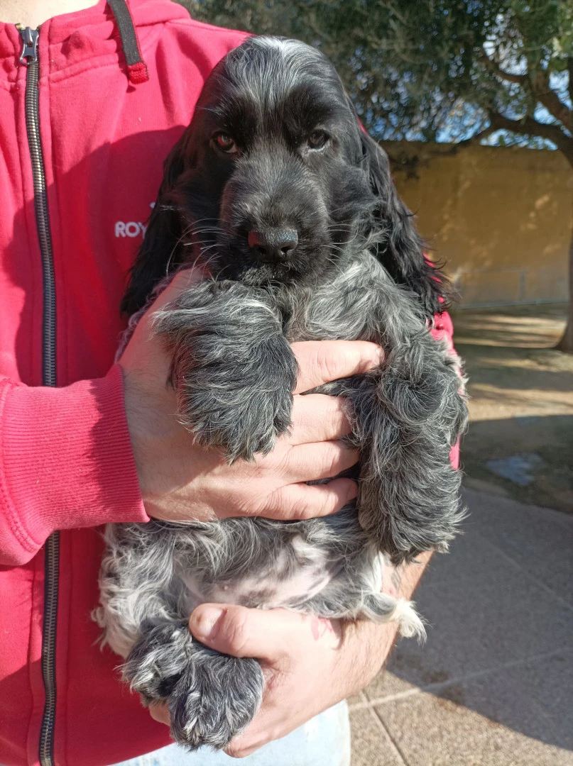 Cocker spaniel inglese  | Foto 1