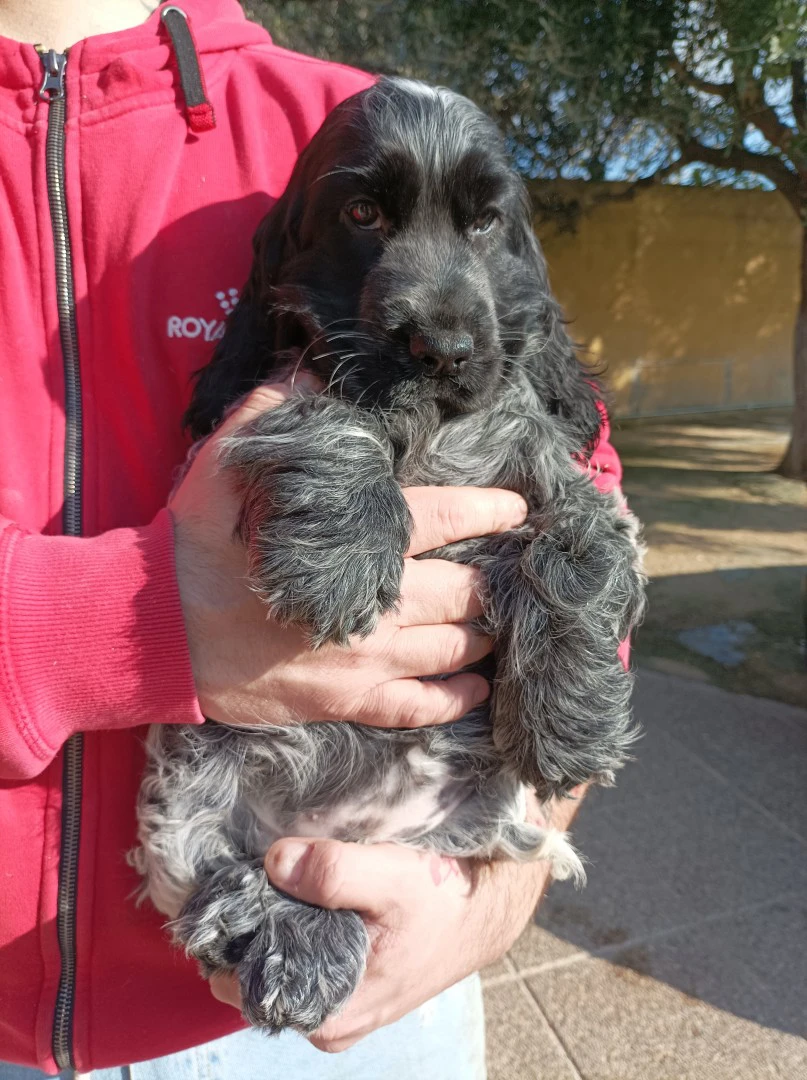 Cocker spaniel inglese  | Foto 2