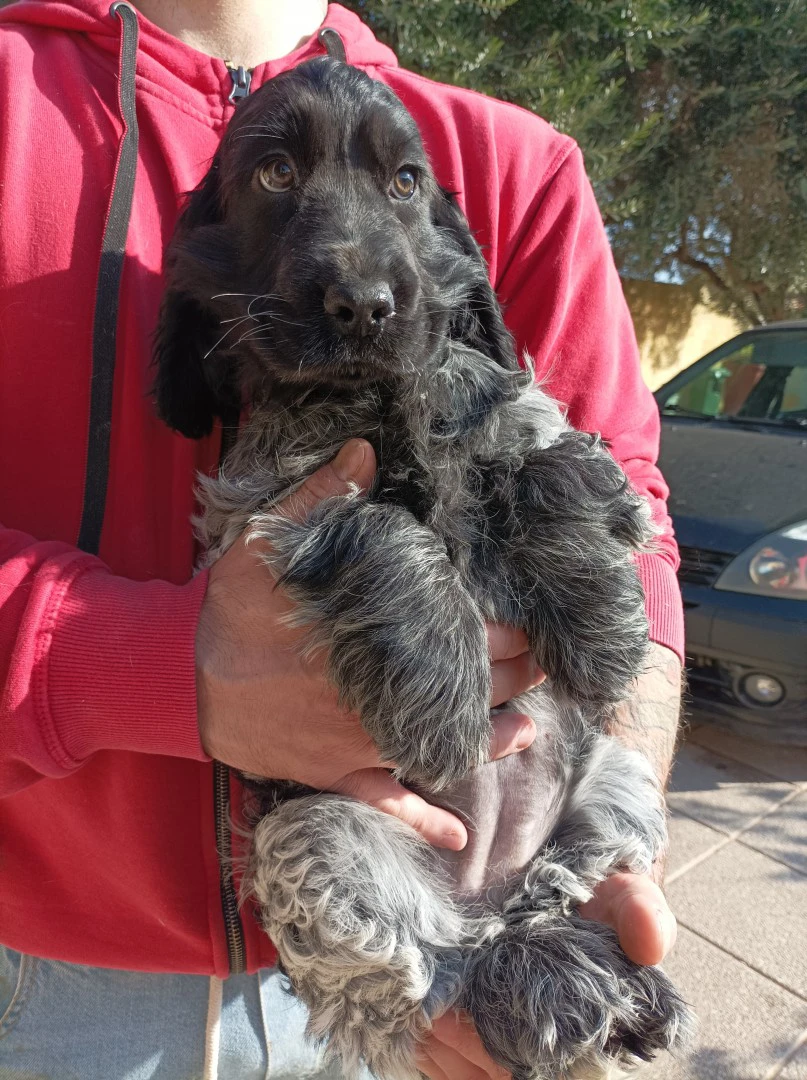 Cocker spaniel inglese  | Foto 3