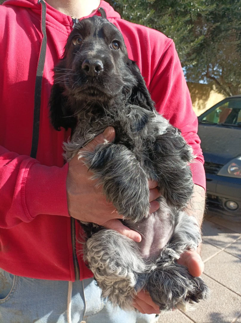 Cocker spaniel inglese  | Foto 4