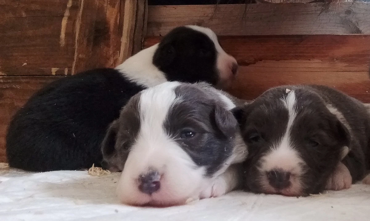 CUCCIOLI BORDER COLLIE | Foto 1
