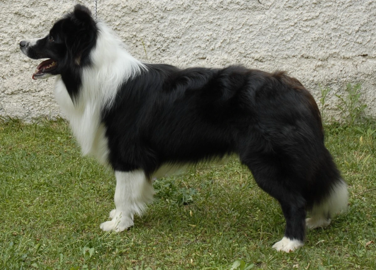CUCCIOLI BORDER COLLIE | Foto 5