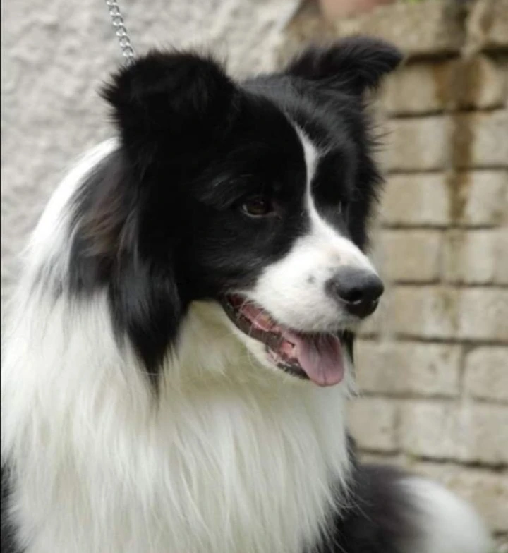 CUCCIOLI BORDER COLLIE | Foto 3