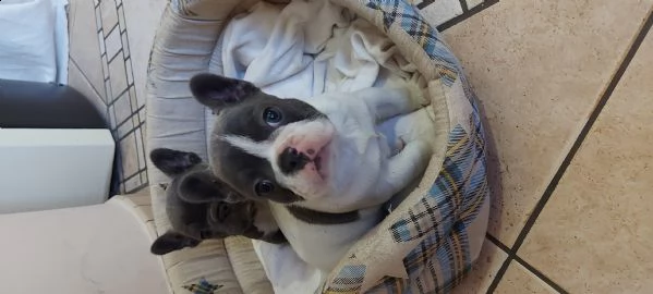 bulldog bouledogue francese femminucce blu  | Foto 5