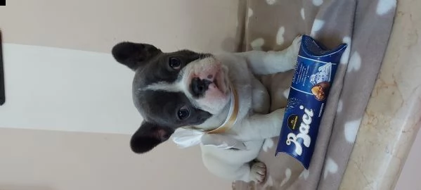 bulldog bouledogue francese femminucce blu  | Foto 4
