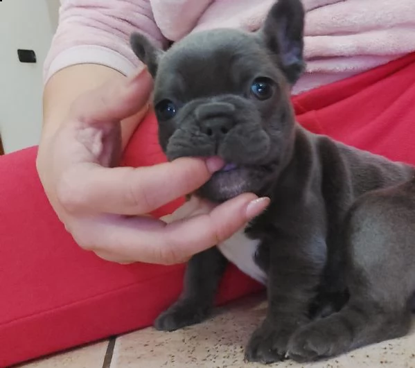 bulldog bouledogue francese femminucce blu  | Foto 3