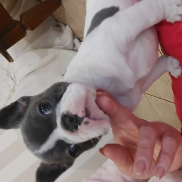 bulldog bouledogue francese femminucce blu  | Foto 2