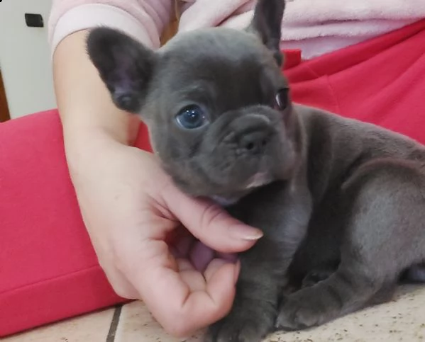 bulldog bouledogue francese femminucce blu  | Foto 1