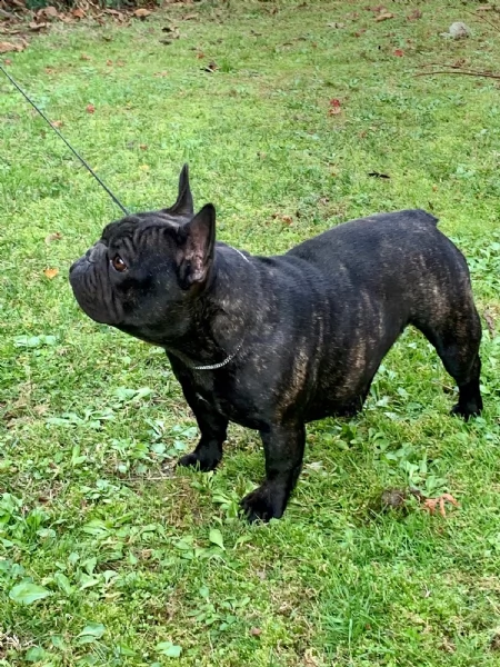 cuccioli bouledogue francese pedigree enci | Foto 5