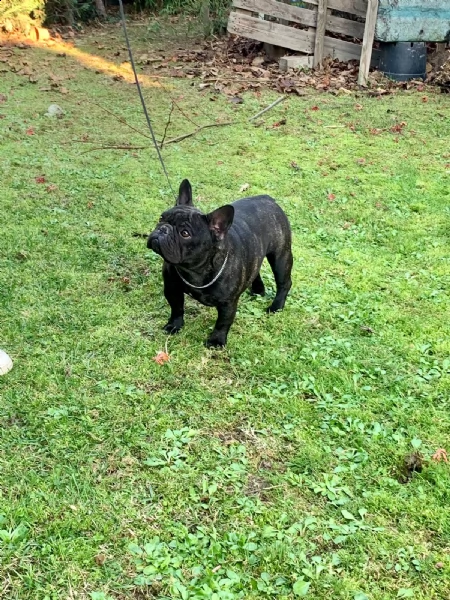 cuccioli bouledogue francese pedigree enci | Foto 4