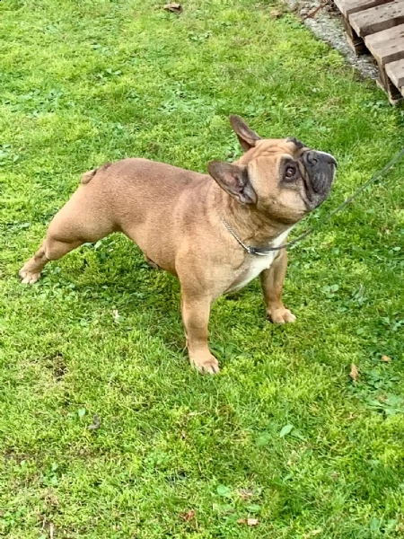cuccioli bouledogue francese pedigree enci | Foto 3