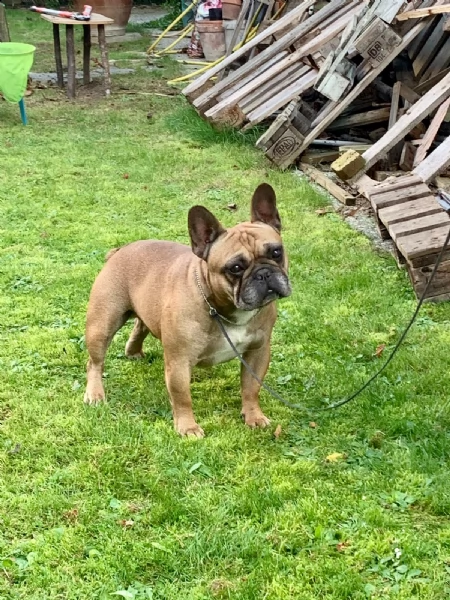 cuccioli bouledogue francese pedigree enci | Foto 2