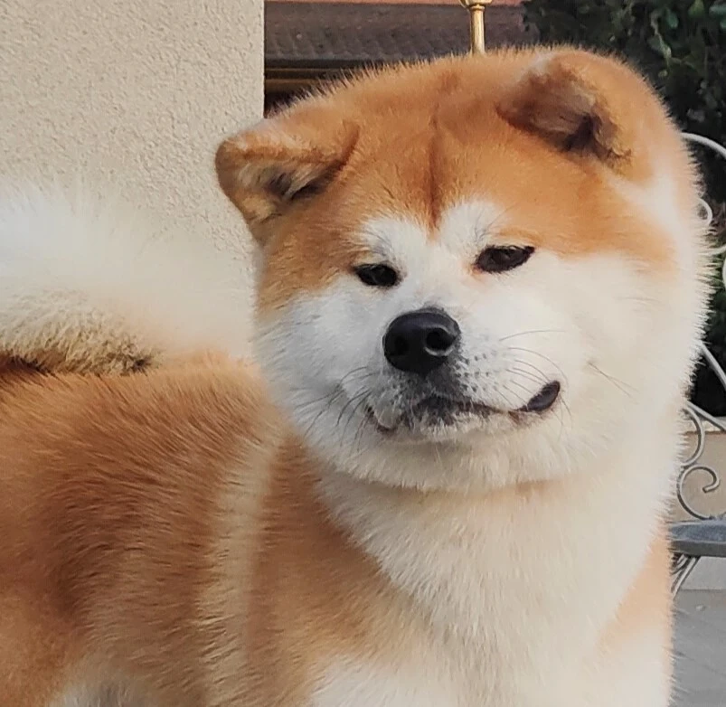 cuccioli akita in lombardia | Foto 1