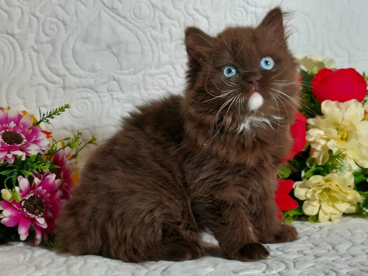 British Longhair  | Foto 6