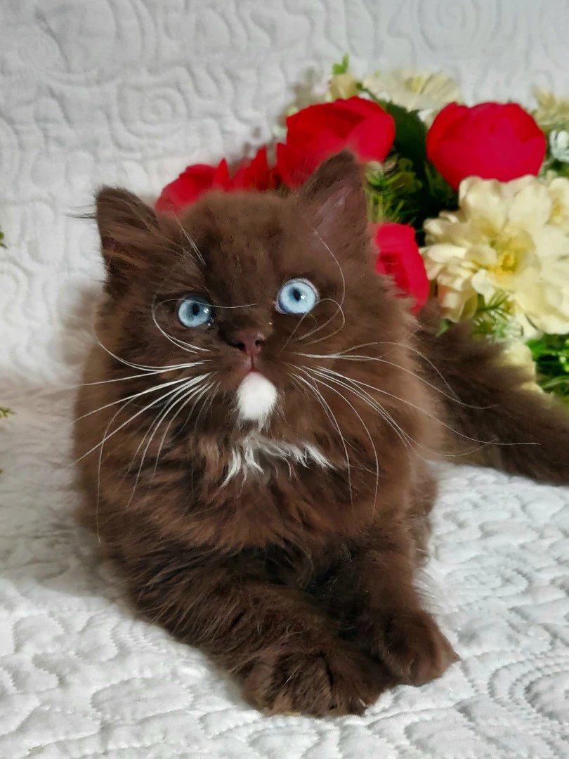 British Longhair  | Foto 1