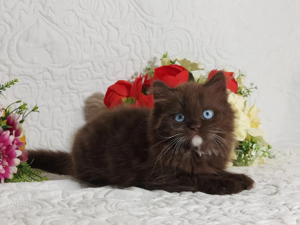 British Longhair  | Foto 4