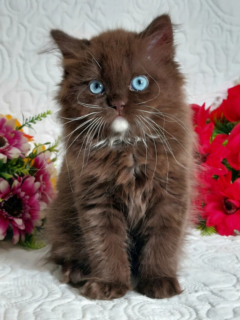 British Longhair  | Foto 2