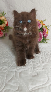 British Longhair  | Foto 7