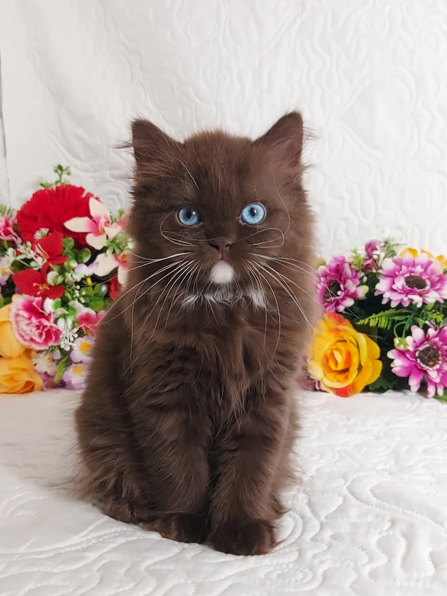 British Longhair  | Foto 3