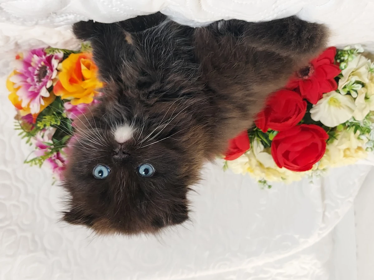 Scottish Fold Occhi Azzurri  | Foto 4