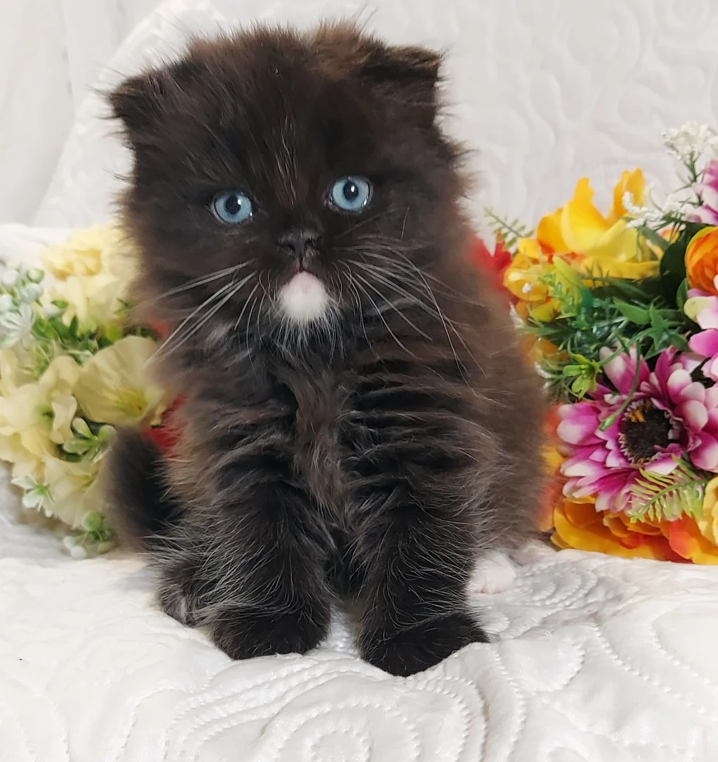 Scottish Fold Occhi Azzurri  | Foto 6