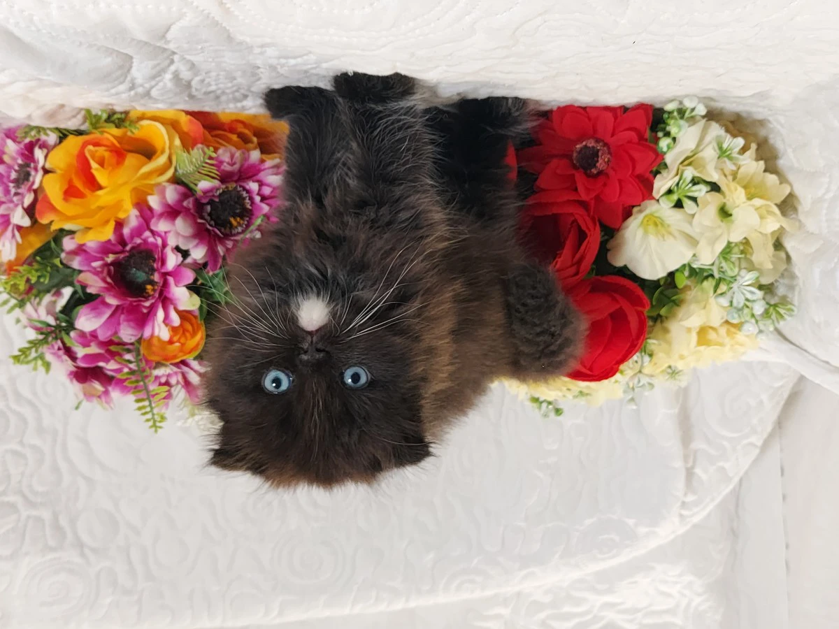 Scottish Fold Occhi Azzurri  | Foto 7