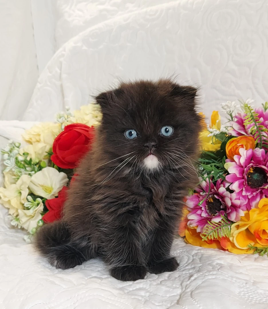 Scottish Fold Occhi Azzurri  | Foto 3