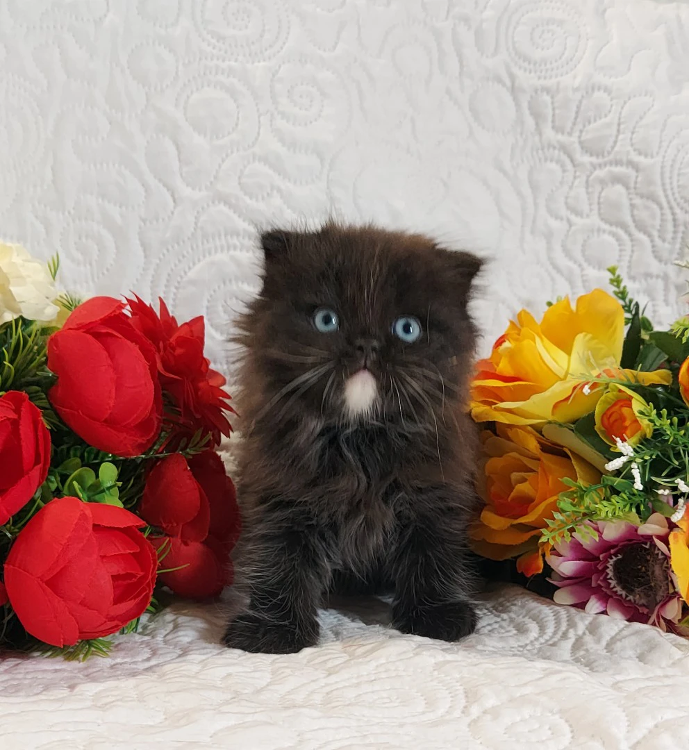 Scottish Fold Occhi Azzurri  | Foto 8