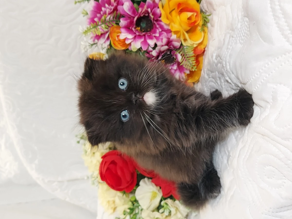 Scottish Fold Occhi Azzurri  | Foto 5