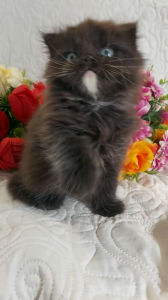 Scottish Fold Occhi Azzurri  | Foto 1
