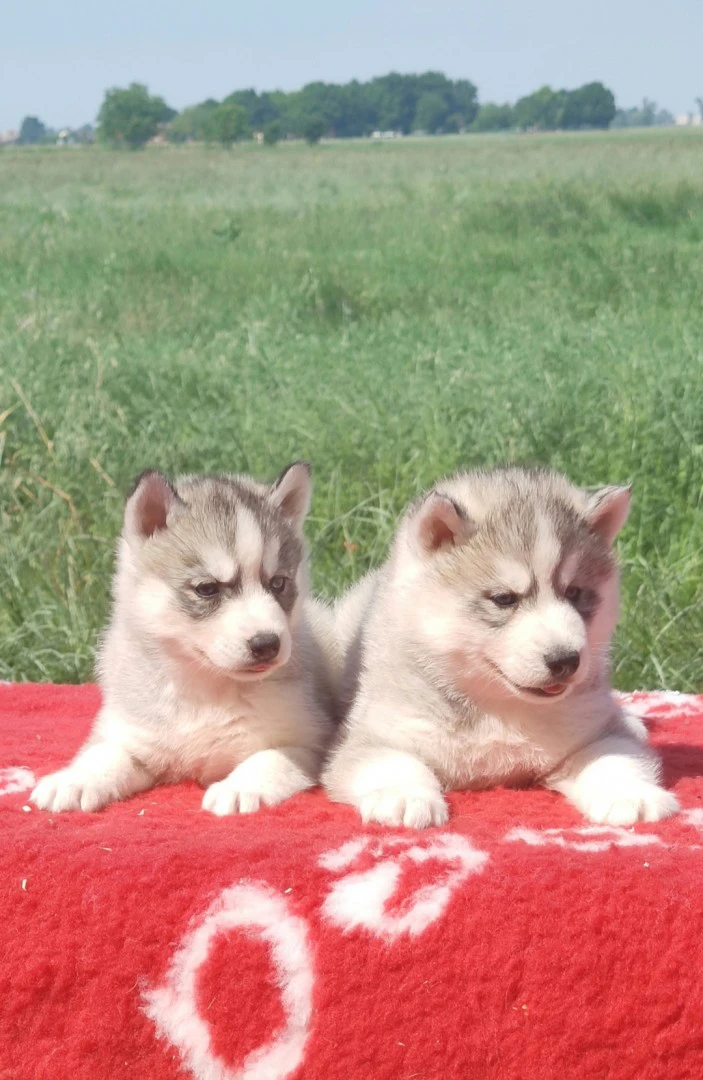 Siberian Husky  | Foto 2