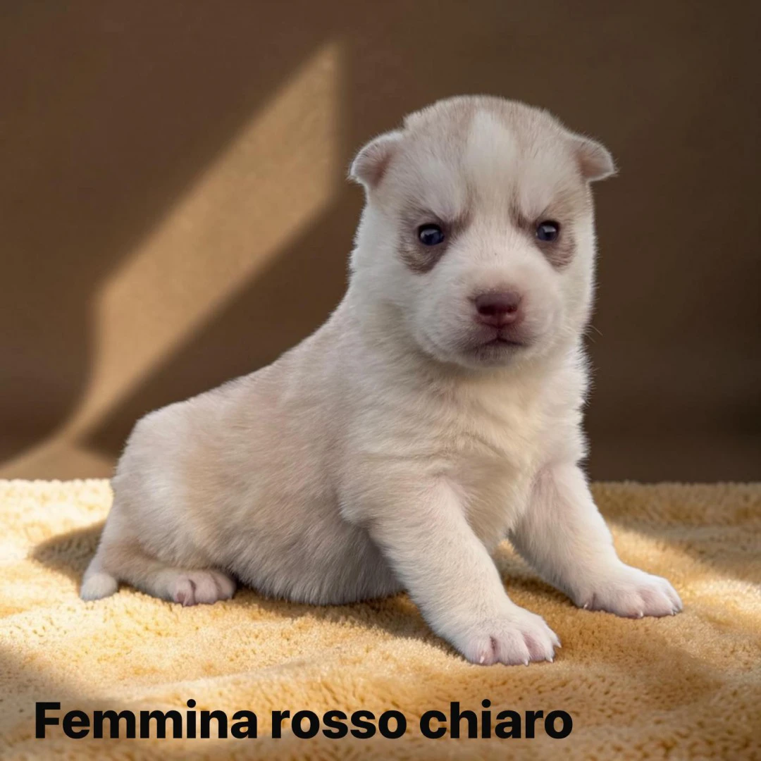 CUCCIOLA DI SIBERIAN HUSKY | Foto 1