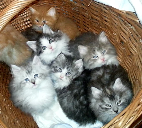 GATTINI SIBERIANI IPOALLERGENICI | Foto 2