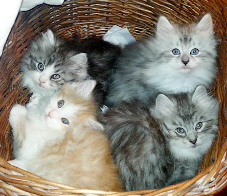 GATTINI SIBERIANI IPOALLERGENICI | Foto 1