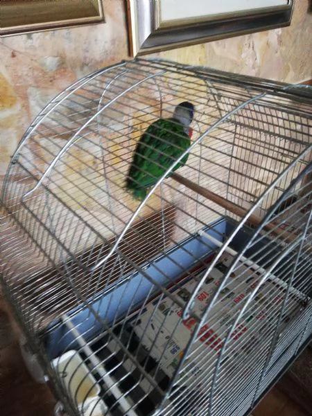 cedo pullo di lori moluccano arcobaleno zona lecce  | Foto 4