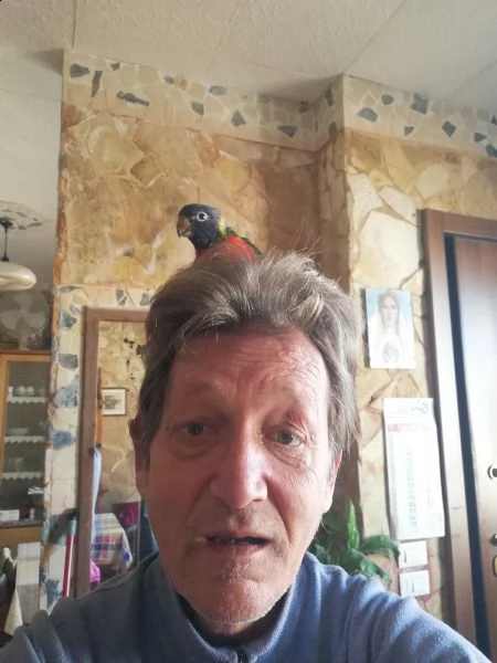 cedo pullo di lori moluccano arcobaleno zona lecce  | Foto 3