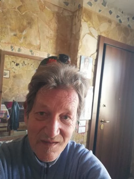 cedo pullo di lori moluccano arcobaleno zona lecce  | Foto 1