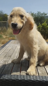 Cucciolo di Golden Retriever di linea americana - Qualità eccezionale a un prezzo imperdibile!  | Foto 2