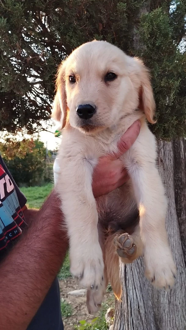 Cucciolo di Golden Retriever di linea americana - Qualità eccezionale a un prezzo imperdibile!  | Foto 1