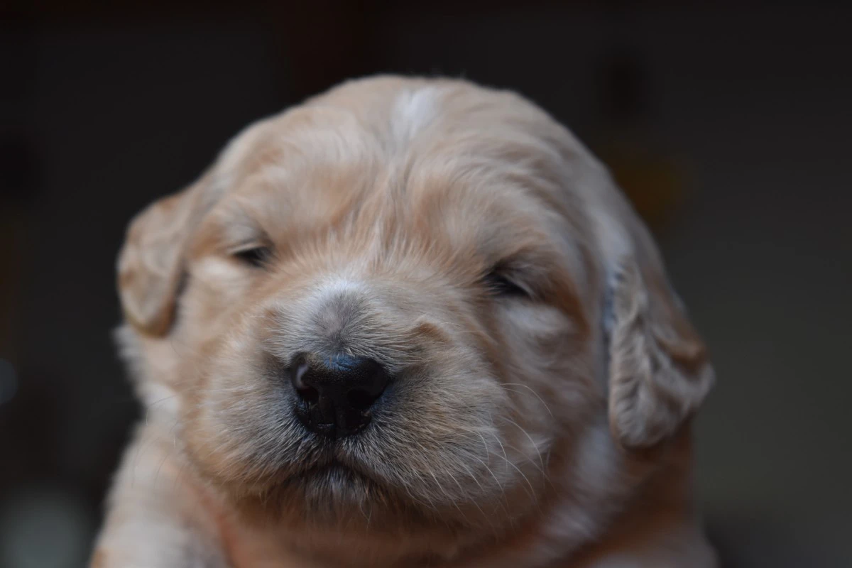 Cucciolata GOLDEN RETRIEVER altissima genealogia da Medico Veterinario | Foto 8