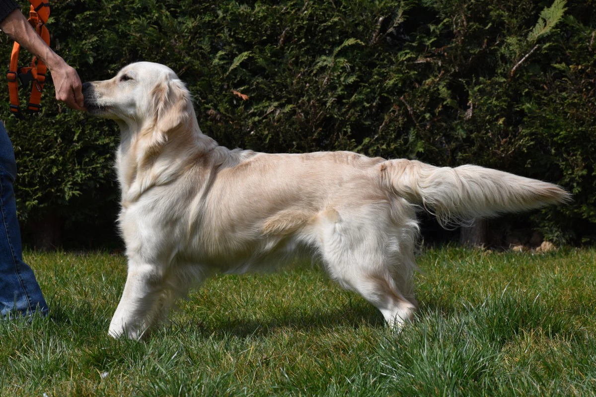 Cucciolata GOLDEN RETRIEVER altissima genealogia da Medico Veterinario | Foto 1