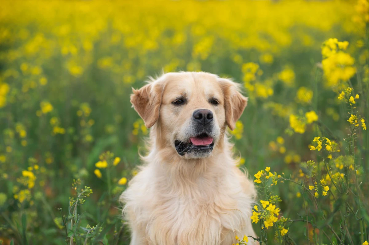 Cucciolata GOLDEN RETRIEVER altissima genealogia da Medico Veterinario | Foto 4