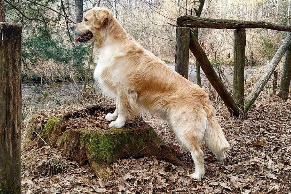 Cucciolata GOLDEN RETRIEVER altissima genealogia da Medico Veterinario | Foto 5