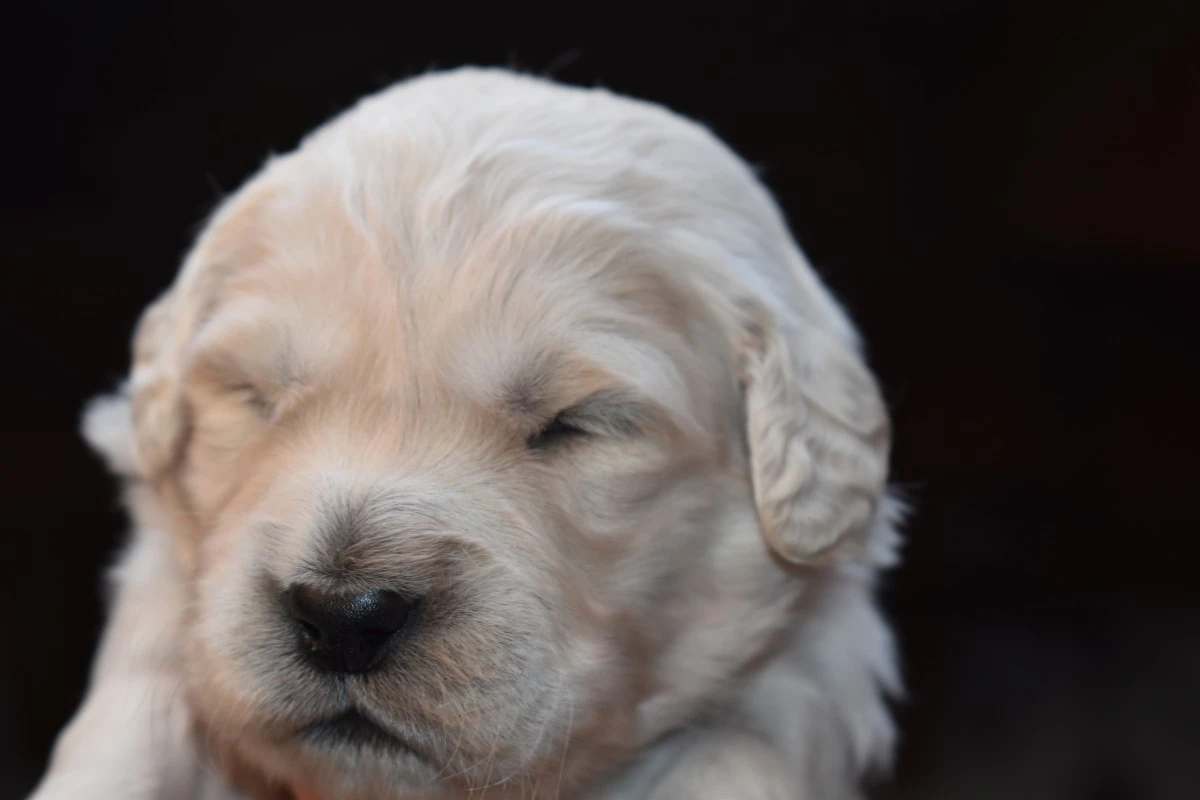 Cucciolata GOLDEN RETRIEVER altissima genealogia da Medico Veterinario | Foto 7