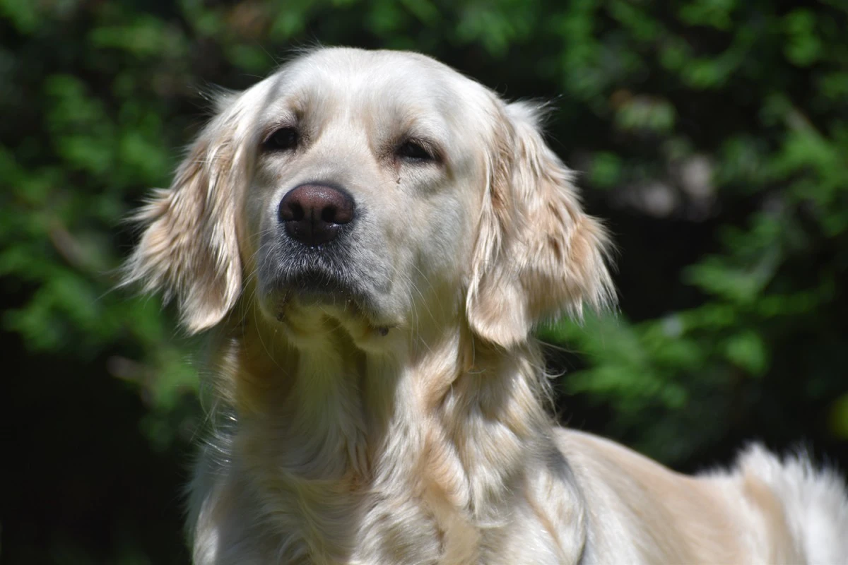 Cucciolata GOLDEN RETRIEVER altissima genealogia da Medico Veterinario | Foto 2