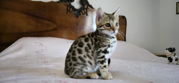 cuccioli bengal | Foto 4