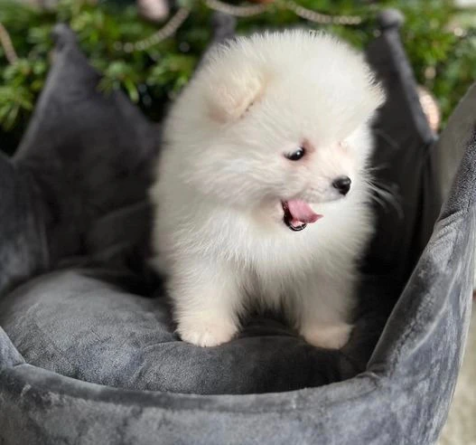 cuccioli di Pomerania | Foto 1