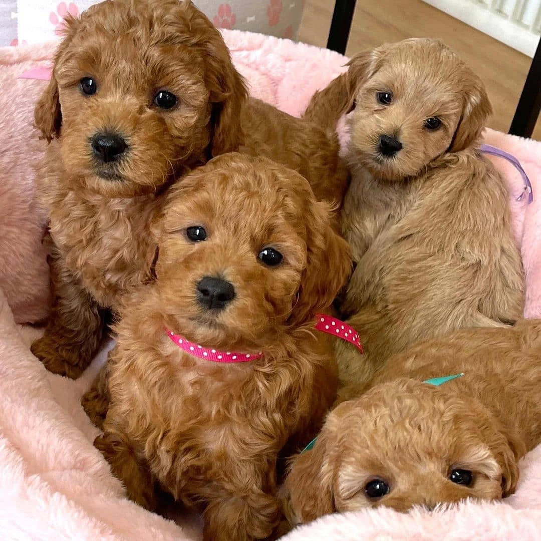 Cuccioli di barboncino giocattolo | Foto 1