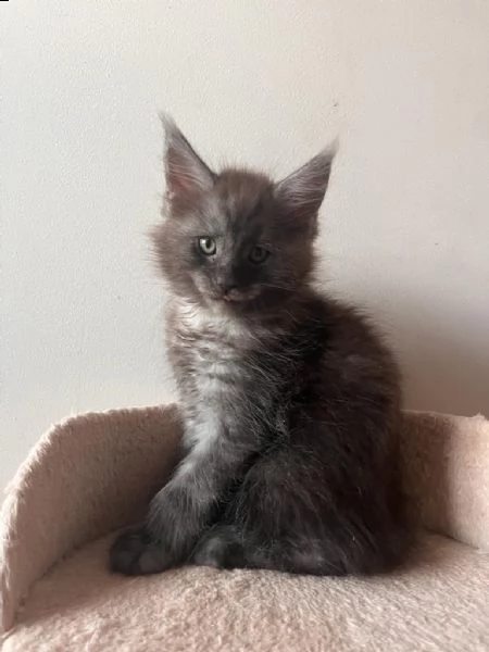 maine coons cuccioli  | Foto 4